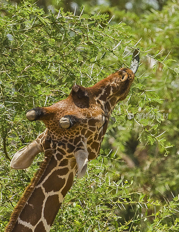 网状长颈鹿(Giraffa camelopardalis reticulata)，也被称为索马里长颈鹿。肯尼亚桑布鲁国家保护区。喂食。